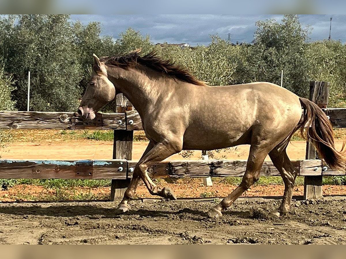 PRE Mix Stallion 4 years 16,2 hh Champagne in Mal&#xE1;ga