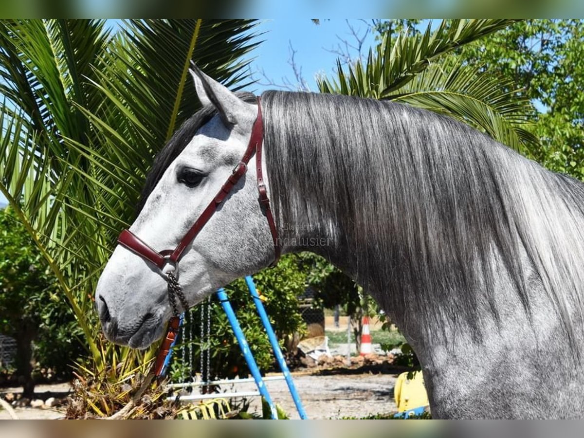 PRE Stallion 4 years 16,2 hh Gray in Miralvalles