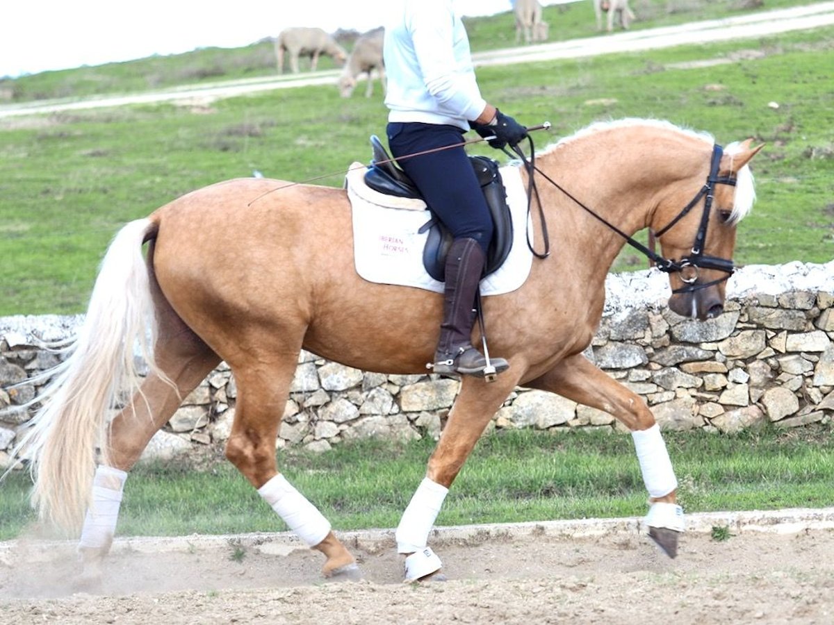 PRE Mix Stallion 4 years 16,2 hh Palomino in NAVAS DEL MADRONO