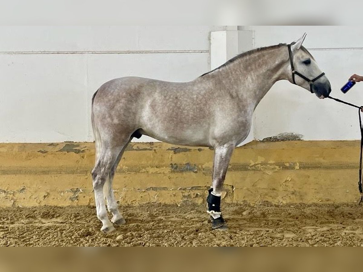 PRE Stallion 4 years 16,3 hh Gray in Moron de La Frontera