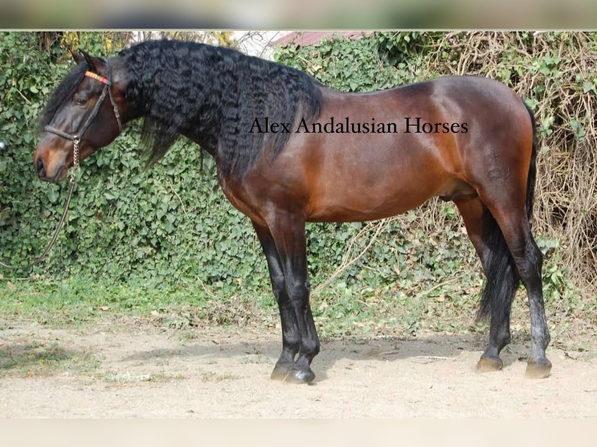 PRE Mix Stallion 4 years 16 hh Bay-Dark in Sevilla