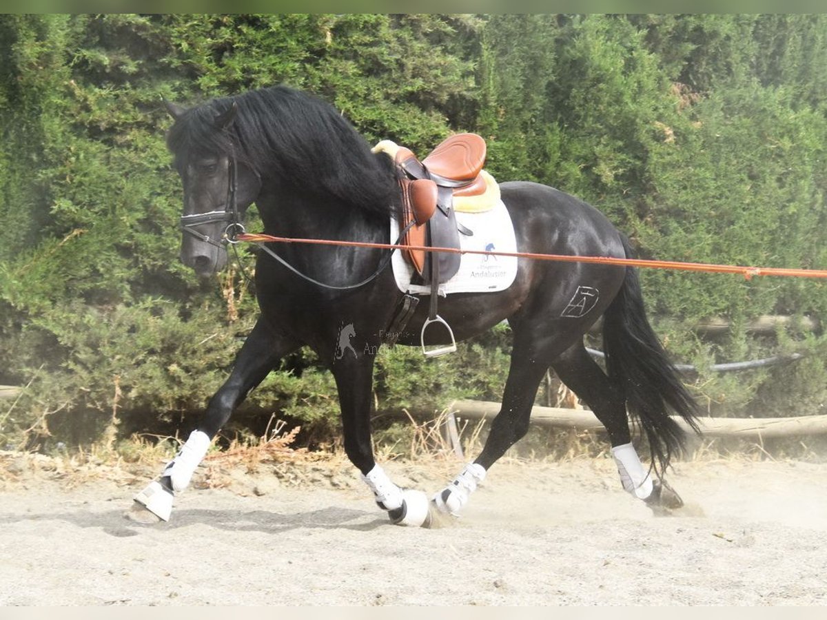 PRE Stallion 4 years 16 hh Bay-Dark in Provinz Malaga