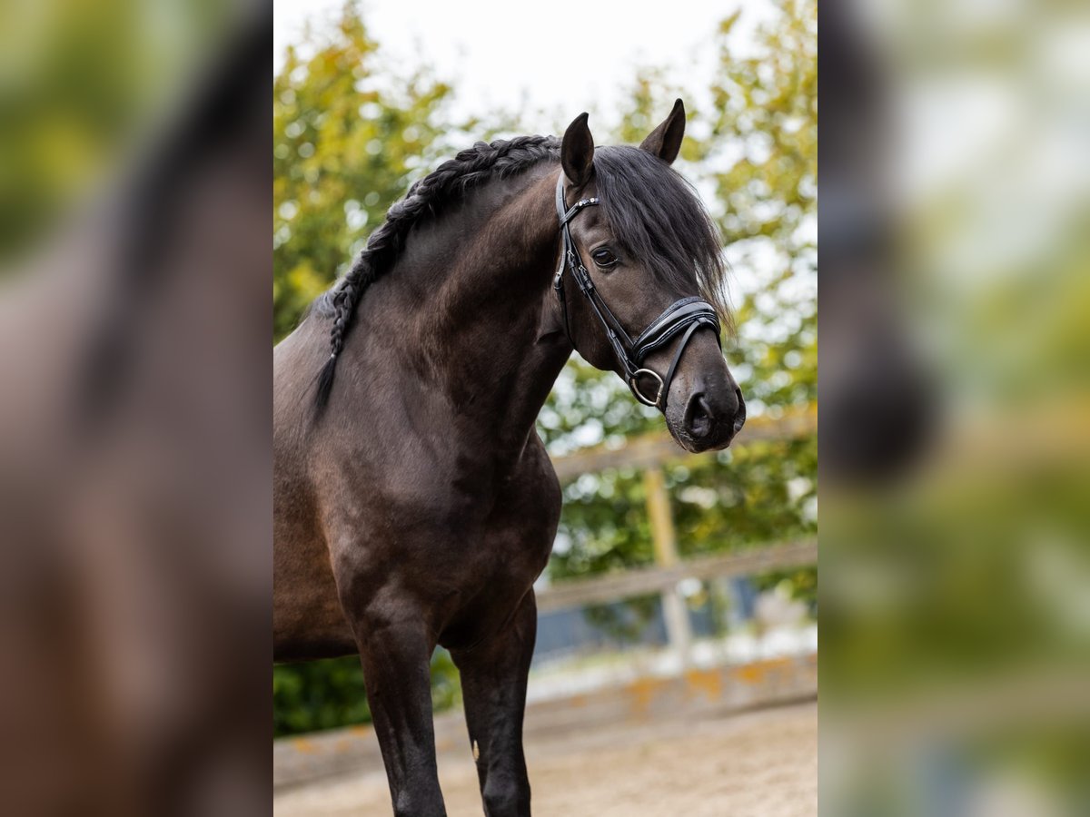 PRE Mix Stallion 4 years 16 hh Black in Sm