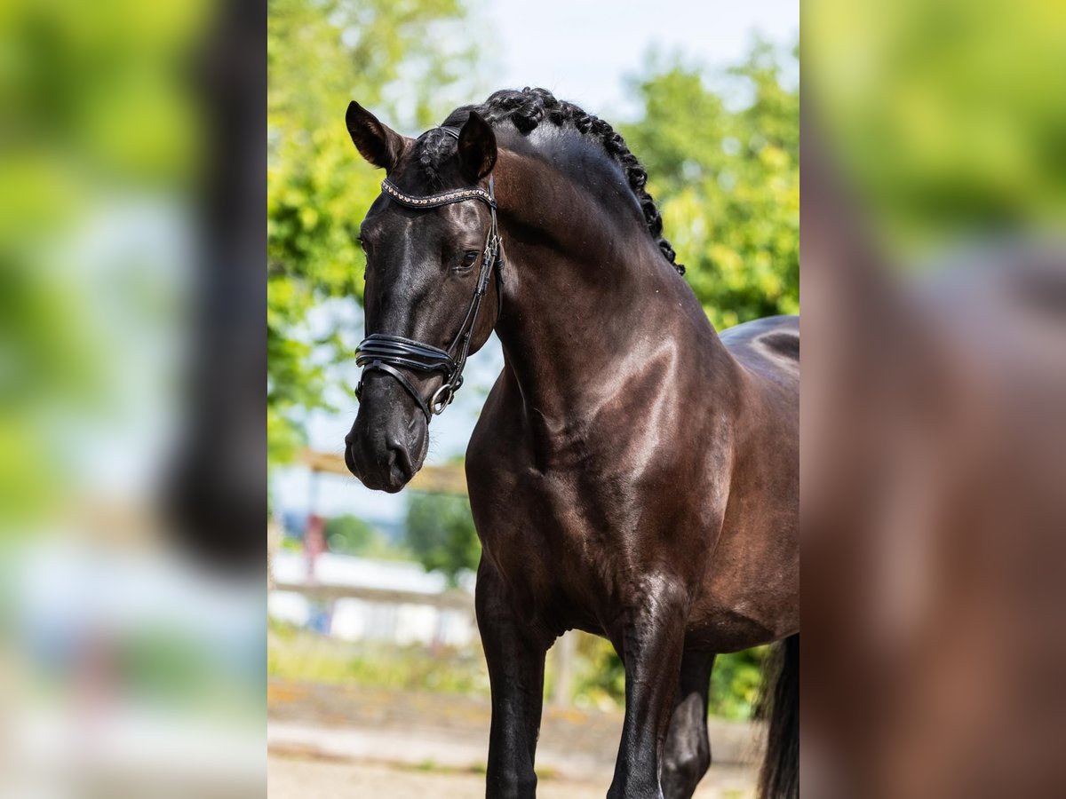 PRE Stallion 4 years 16 hh Black in Sm
