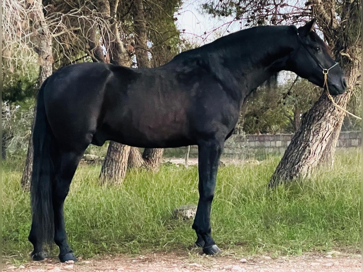 PRE Mix Stallion 4 years 16 hh Black in Martfeld