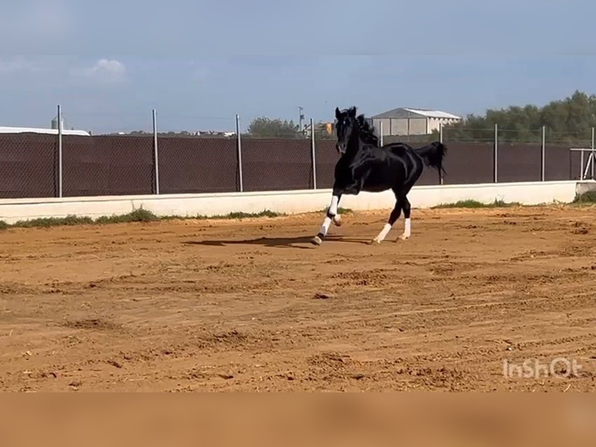 PRE Mix Stallion 4 years 16 hh Black in Poligono Industrial El Palmar