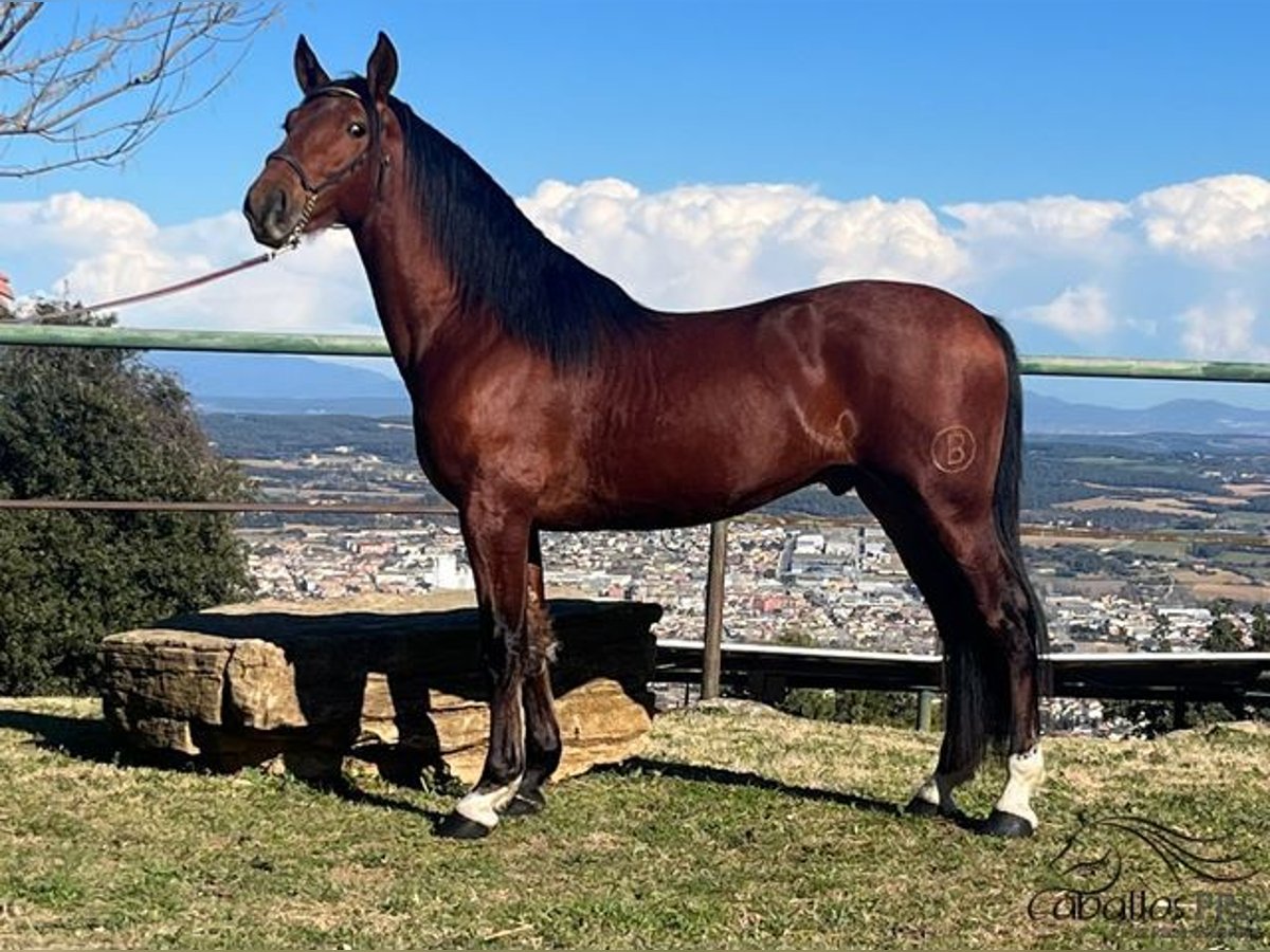 PRE Stallion 4 years 16 hh Brown in Girona