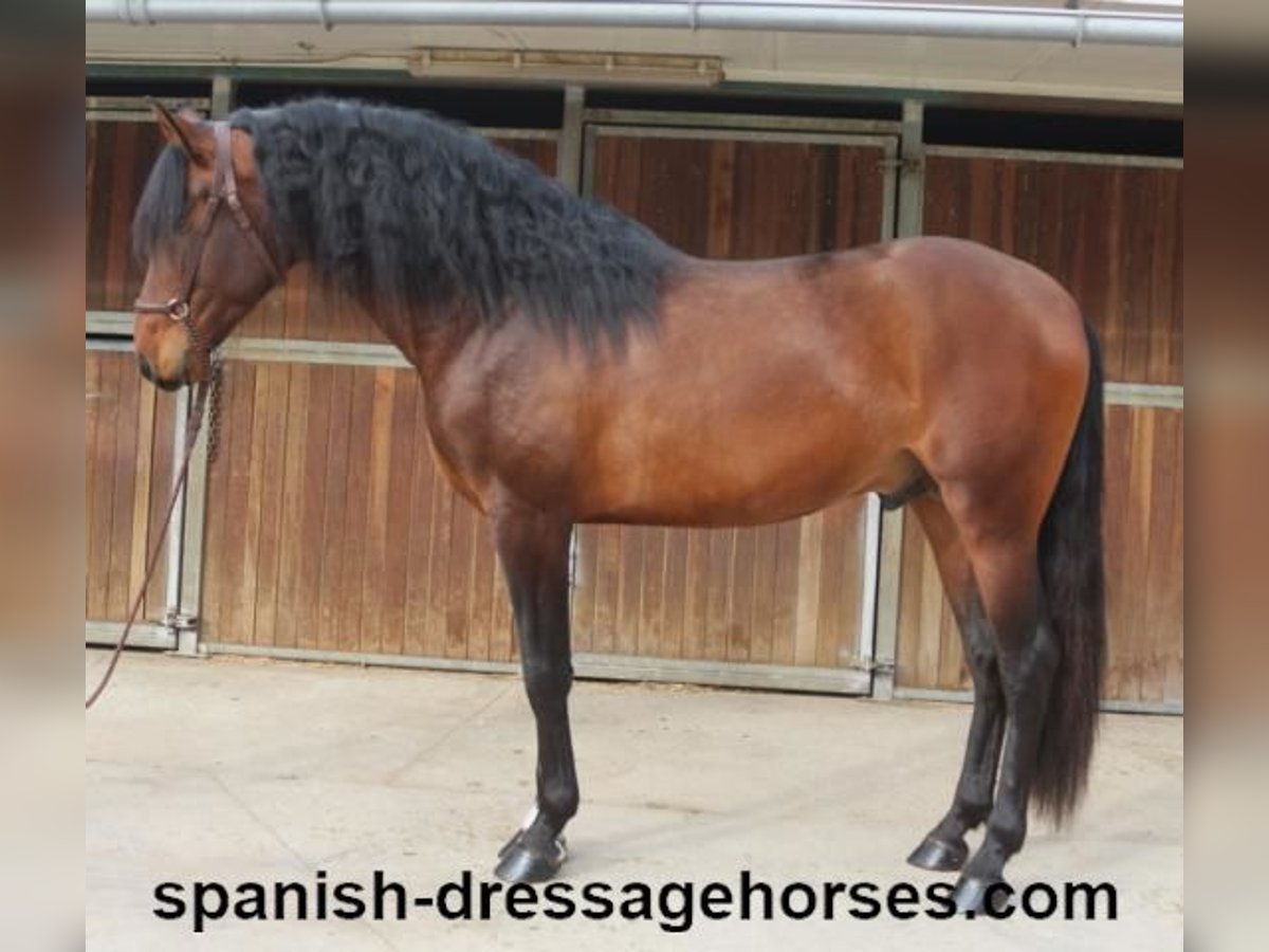 PRE Mix Stallion 4 years 16 hh Brown in Barcelona