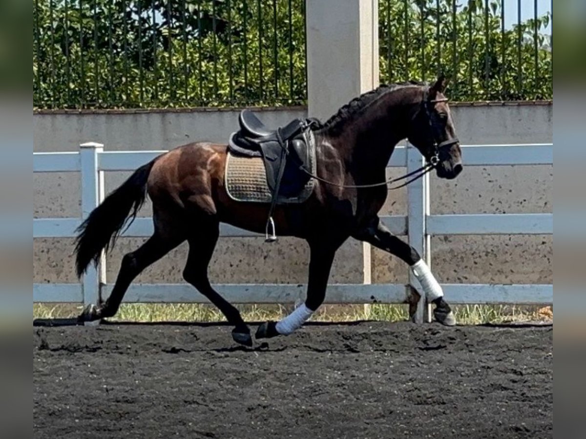 PRE Mix Stallion 4 years 16 hh Brown in Martfeld