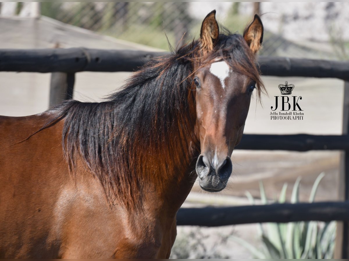 PRE Stallion 4 years 16 hh Brown in Tabernas Almeria