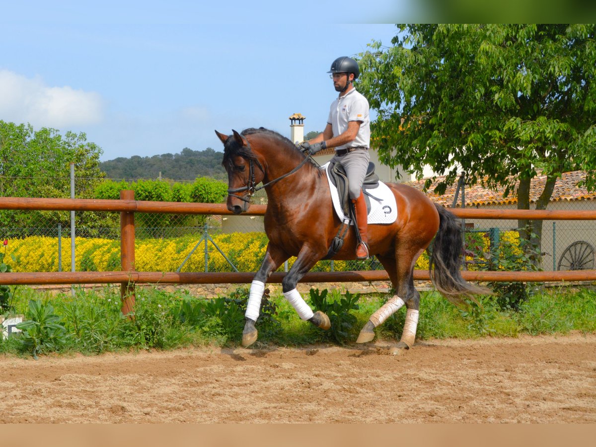 PRE Mix Stallion 4 years 16 hh Brown in Monells