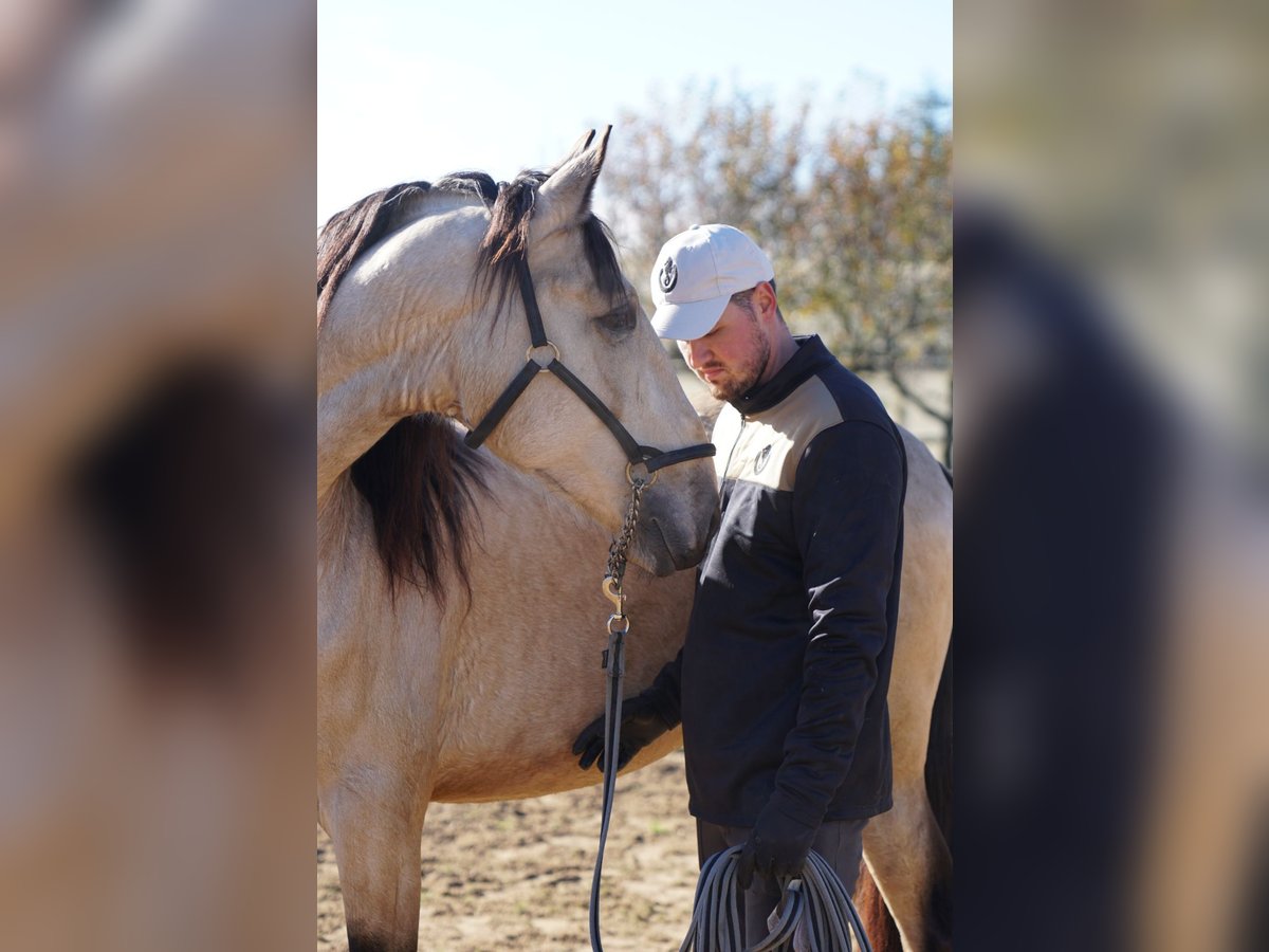 PRE Stallion 4 years 16 hh Buckskin in Ourense