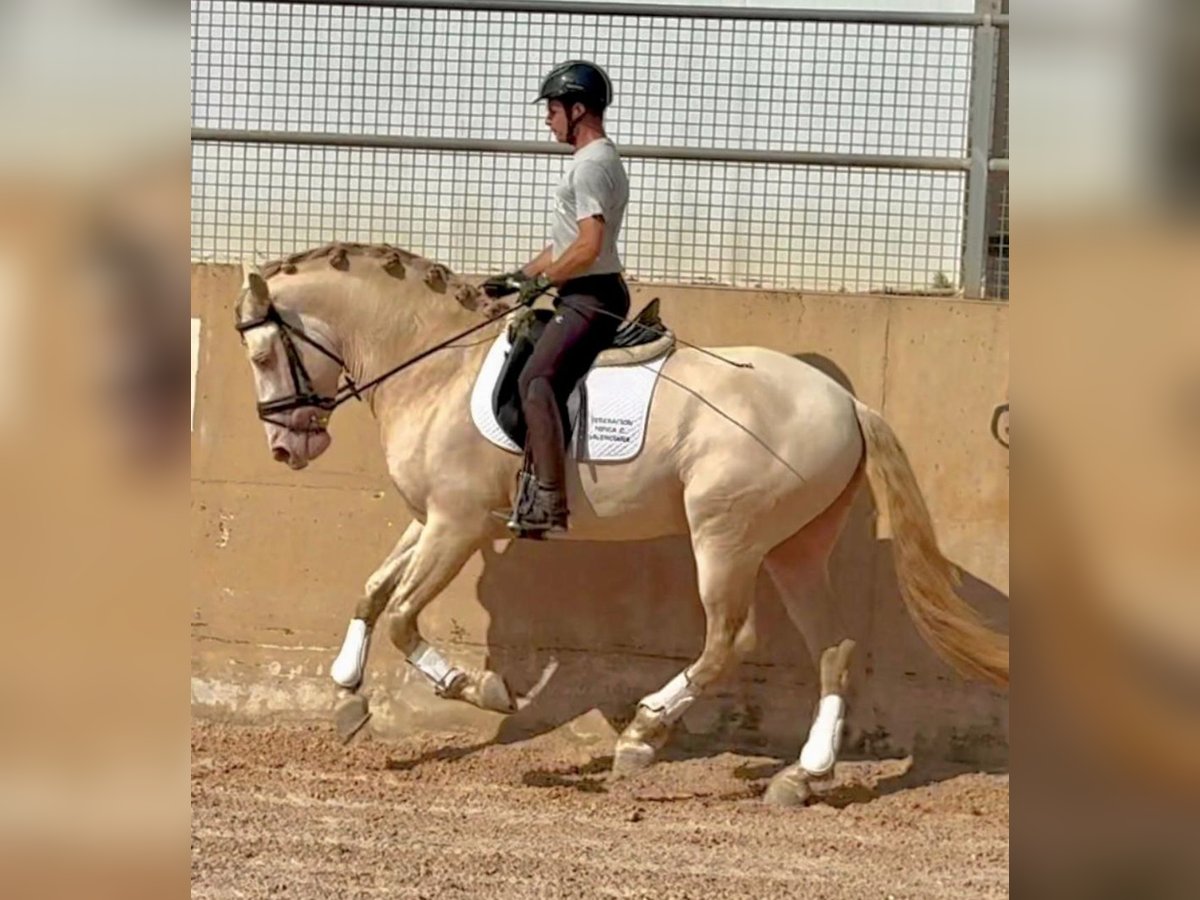PRE Mix Stallion 4 years 16 hh Cremello in Martfeld