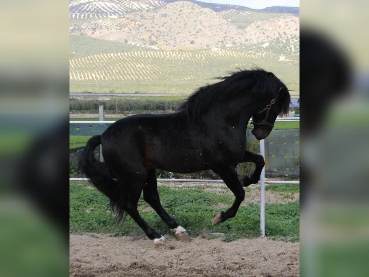 PRE Mix Stallion 4 years 16 hh in Almerimar