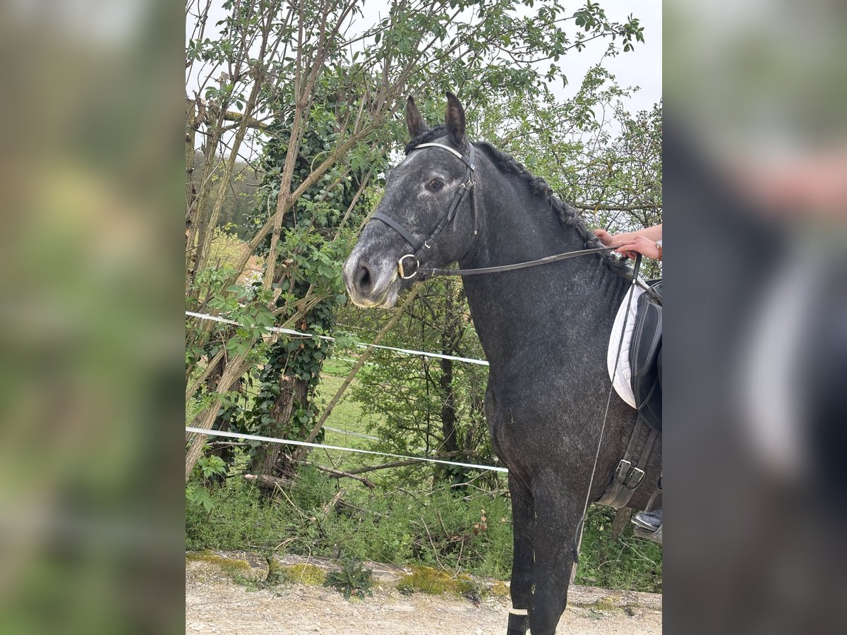 PRE Stallion 4 years 16 hh in Chatillon