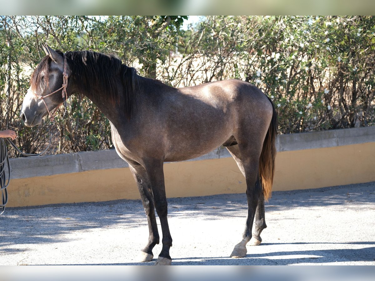 PRE Mix Stallion 4 years 16 hh Gray-Dapple in Hamburg