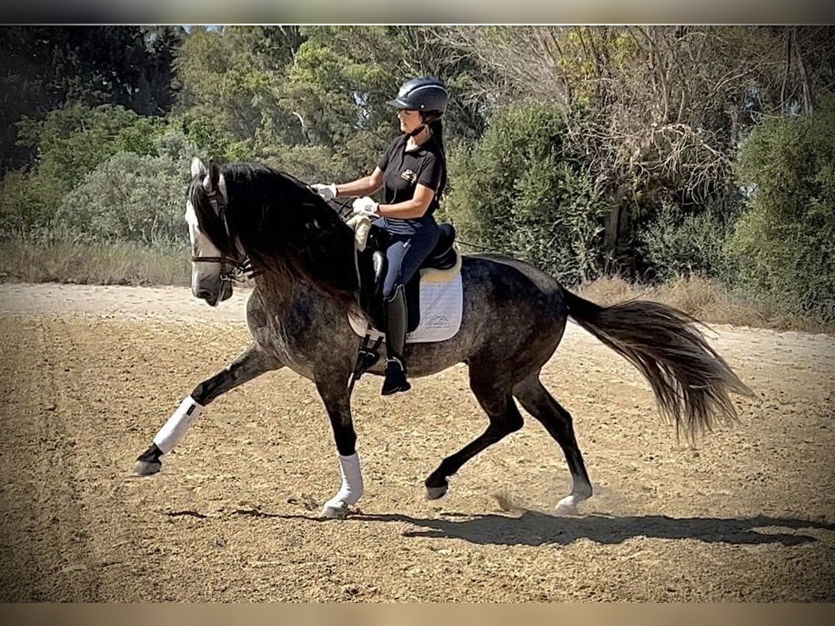 PRE Mix Stallion 4 years 16 hh Gray-Dapple in Jerez de la Frontera