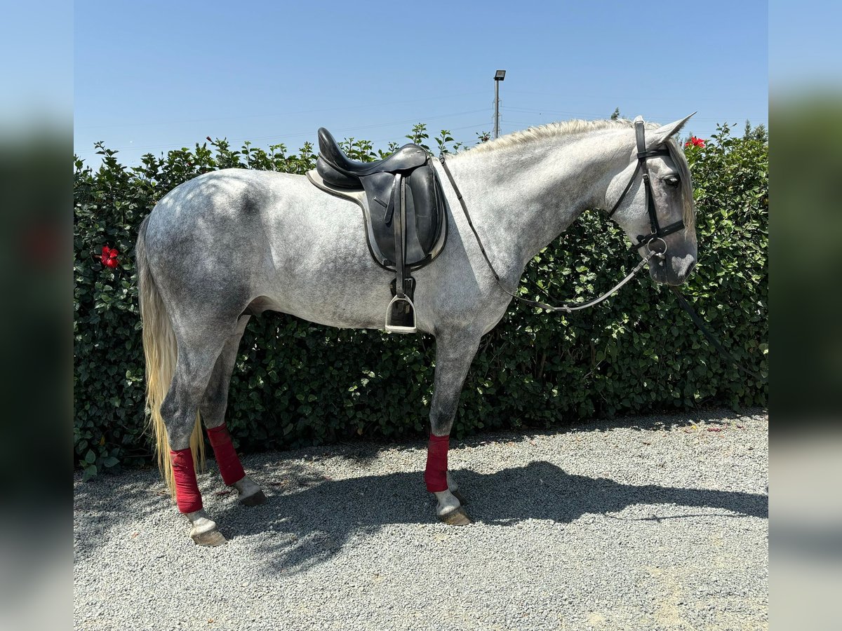 PRE Mix Stallion 4 years 16 hh Gray-Dapple in Malaga