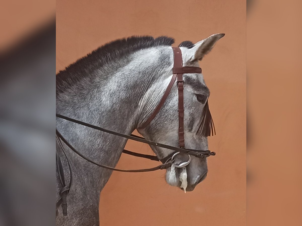 PRE Stallion 4 years 16 hh Gray-Dapple in Pedralba
