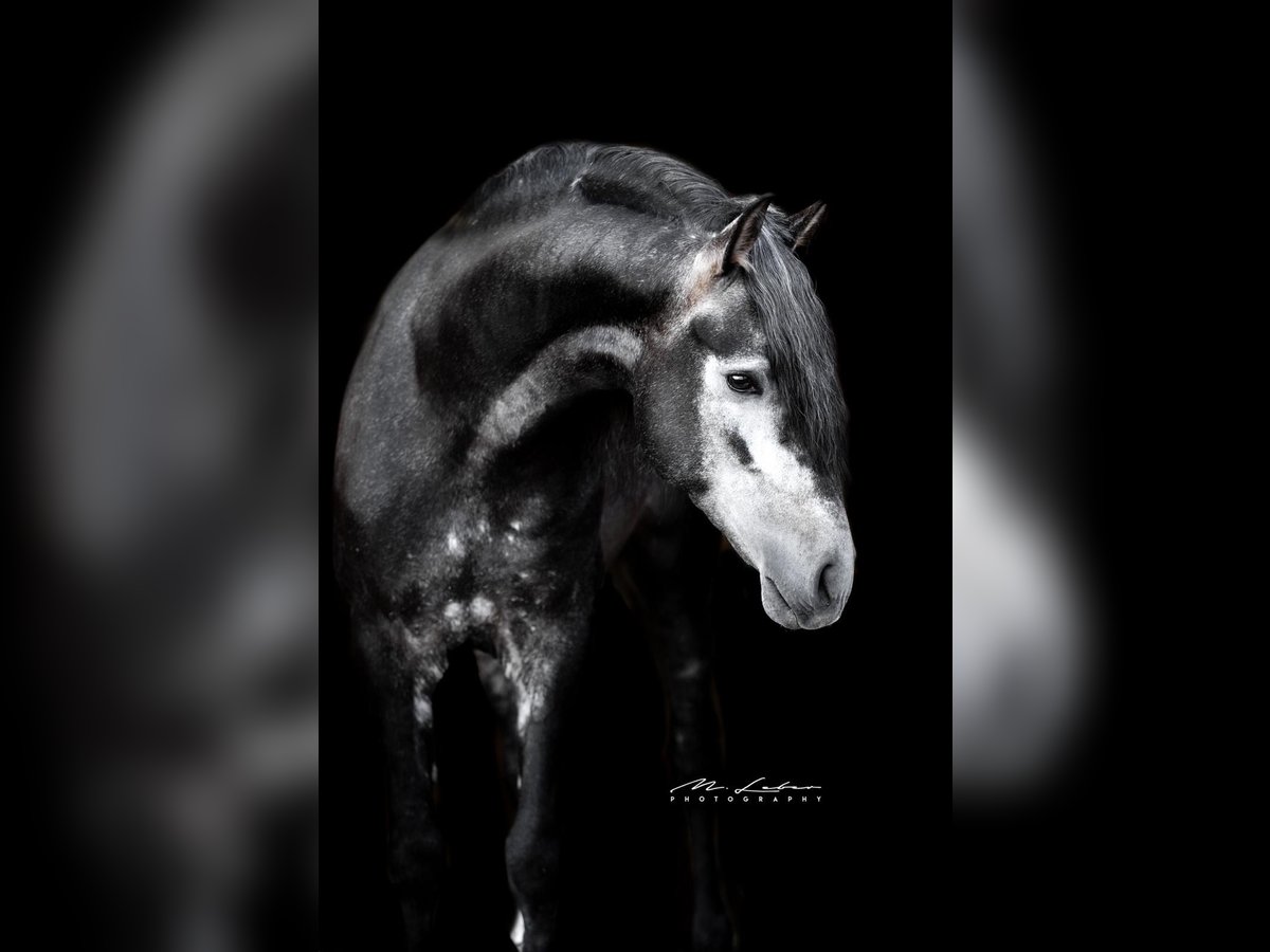 PRE Mix Stallion 4 years 16 hh Gray-Dark-Tan in Lonnig