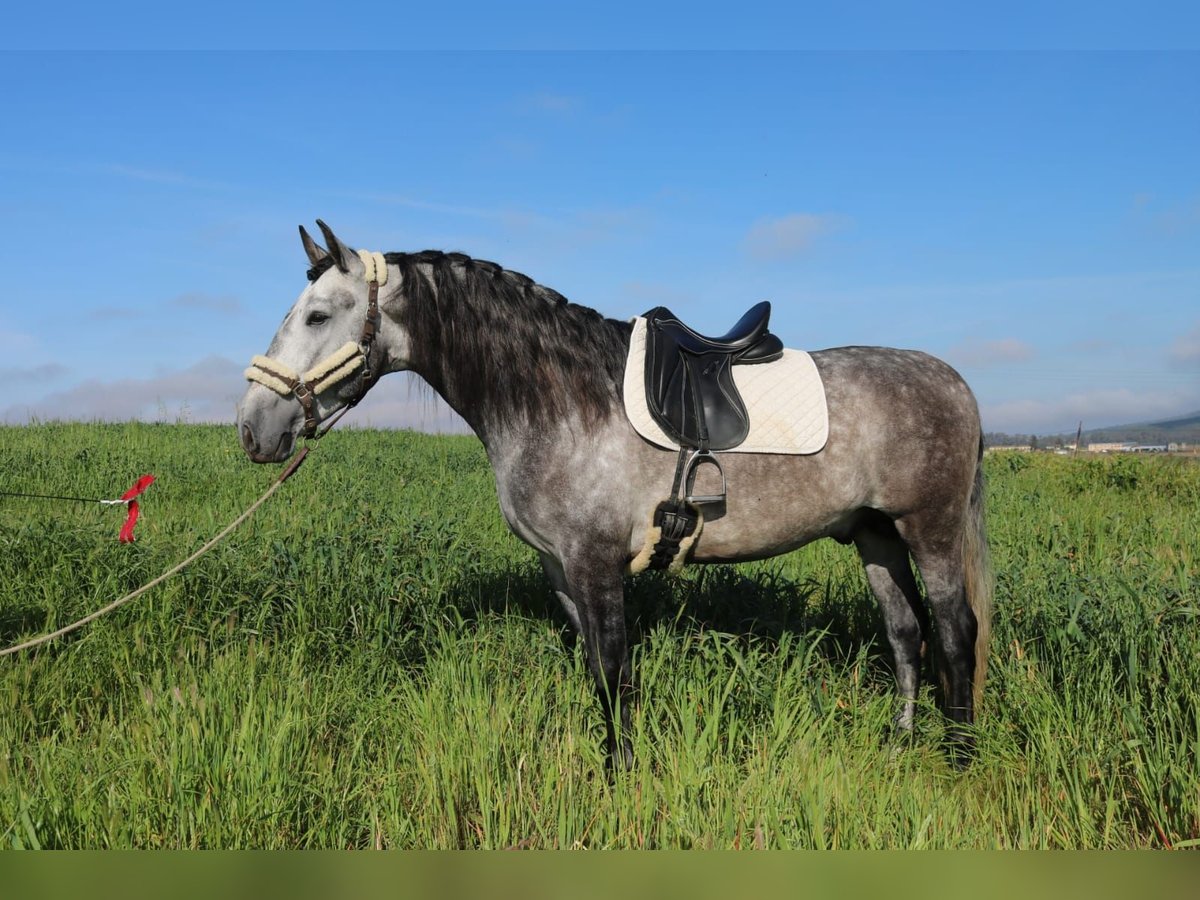 PRE Mix Stallion 4 years 16 hh Gray in Medellin