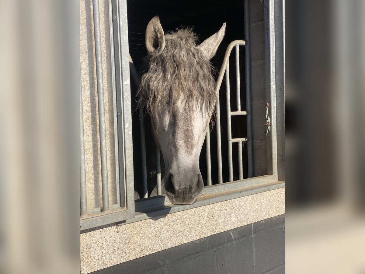 PRE Stallion 4 years 16 hh Gray in Guimarães