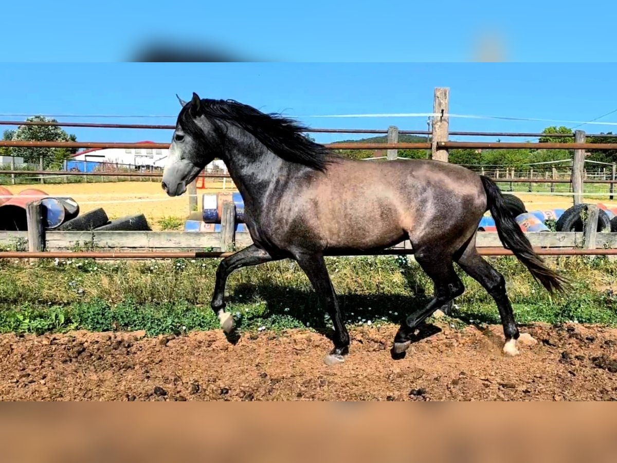 PRE Stallion 4 years 16 hh Grey in Bratislava