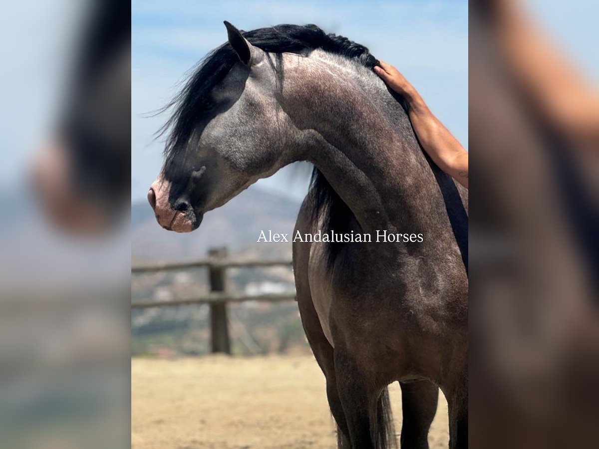 PRE Mix Stallion 4 years 16 hh Grey-Dapple in Sevilla
