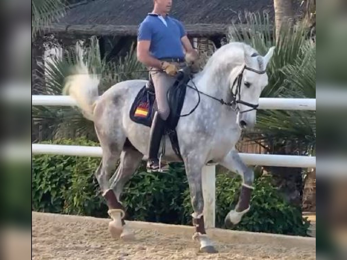 PRE Mix Stallion 4 years 16 hh Grey in MALAGA