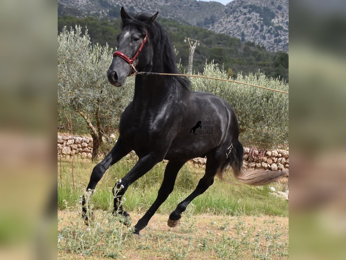 PRE Stallion 4 years 16 hh Grey in Mallorca