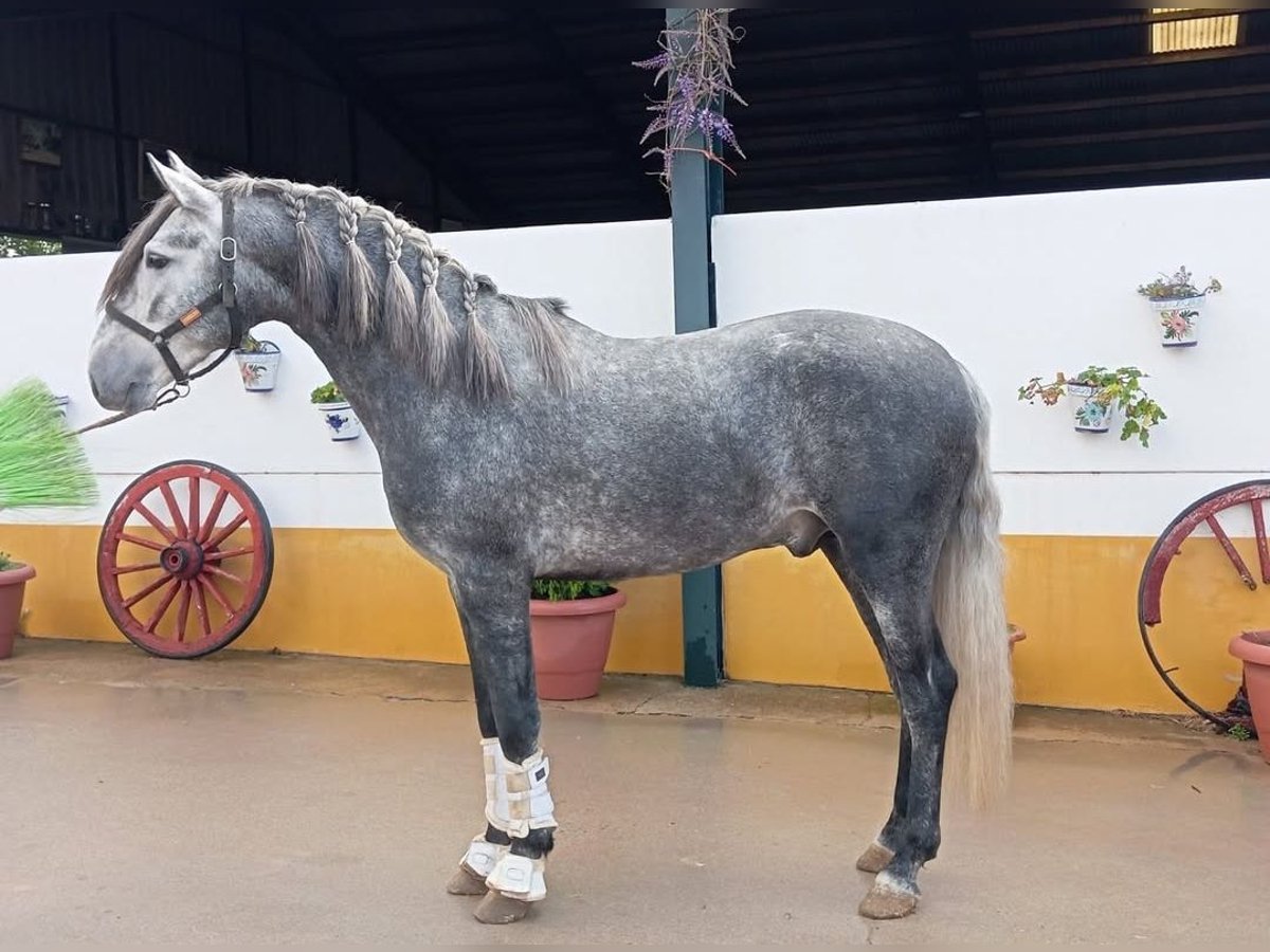PRE Stallion 4 years 16 hh Grey in Medellin