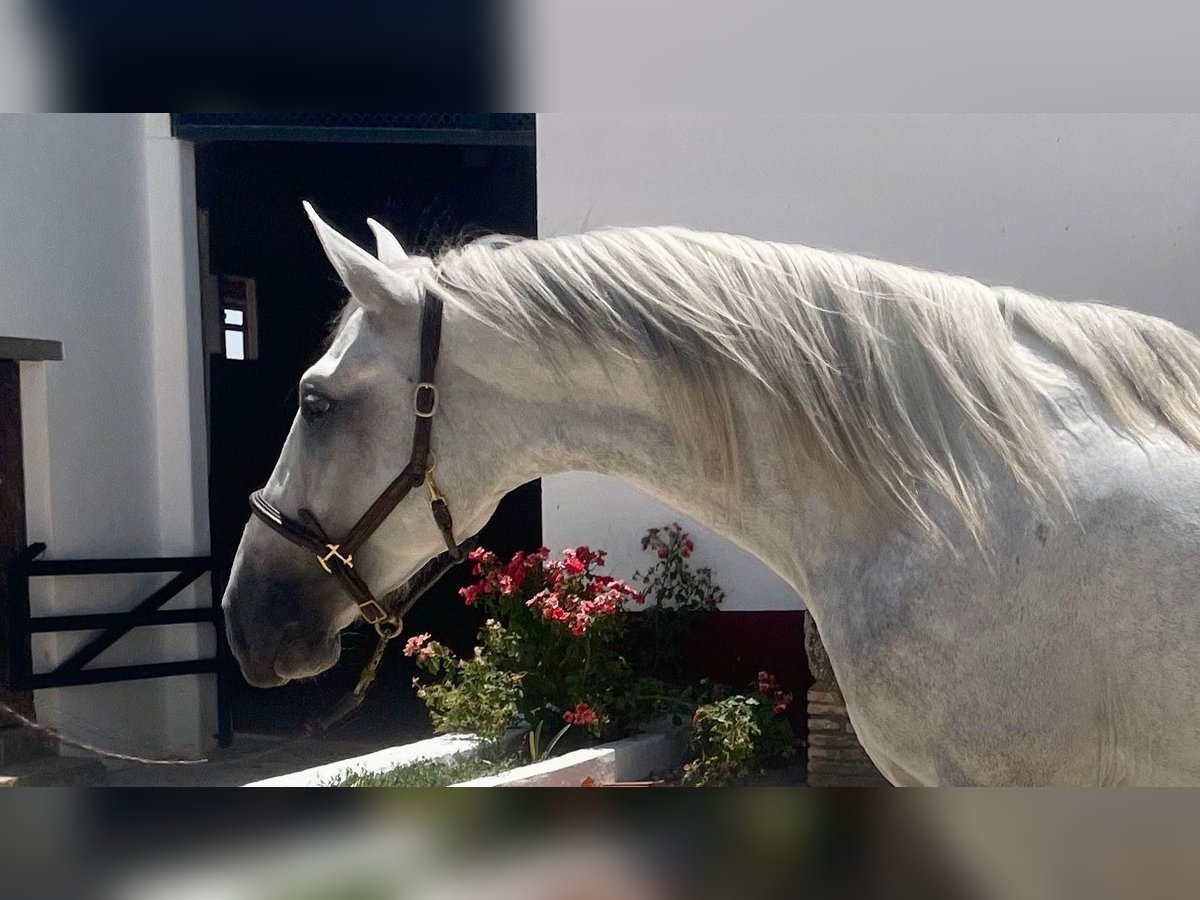 PRE Stallion 4 years 16 hh White in La Ramira