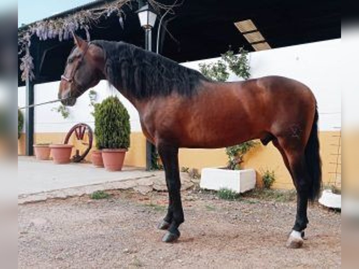 PRE Mix Stallion 4 years 16,1 hh Bay in Madrid