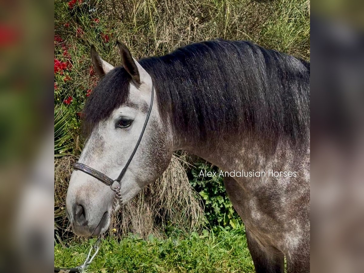 PRE Mix Stallion 4 years 16,1 hh Grey-Dapple in Sevilla