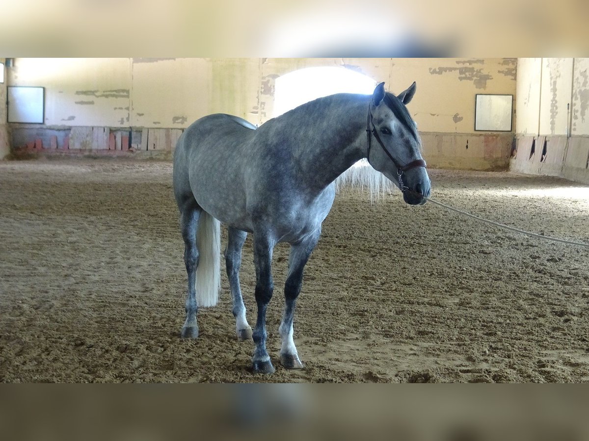 PRE Stallion 4 years 16,1 hh Grey in Alpera