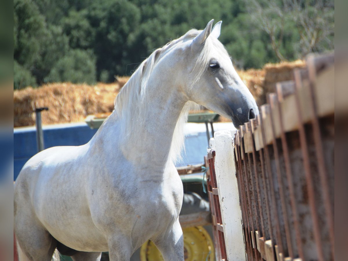 PRE Mix Stallion 4 years 16,1 hh Grey in Vejer de la Frontera