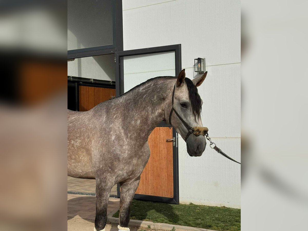 PRE Mix Stallion 4 years 16,1 hh Grey in Galaroza