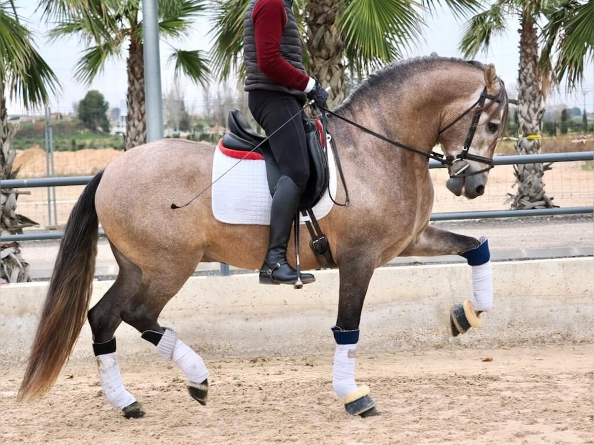 PRE Mix Stallion 4 years 16,1 hh Grey in Navas Del Madro&#xF1;o