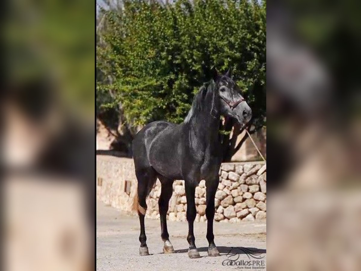PRE Stallion 4 years 16,1 hh Grey in Mallorca