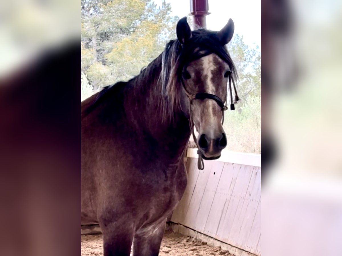 PRE Mix Stallion 4 years 16,2 hh Brown Falb mold in El Catllar