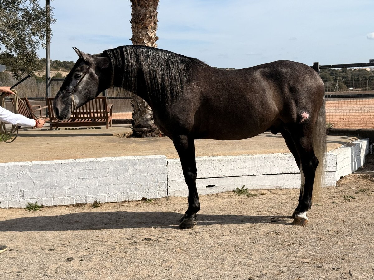 PRE Stallion 4 years 16,2 hh Grey in Cubelles