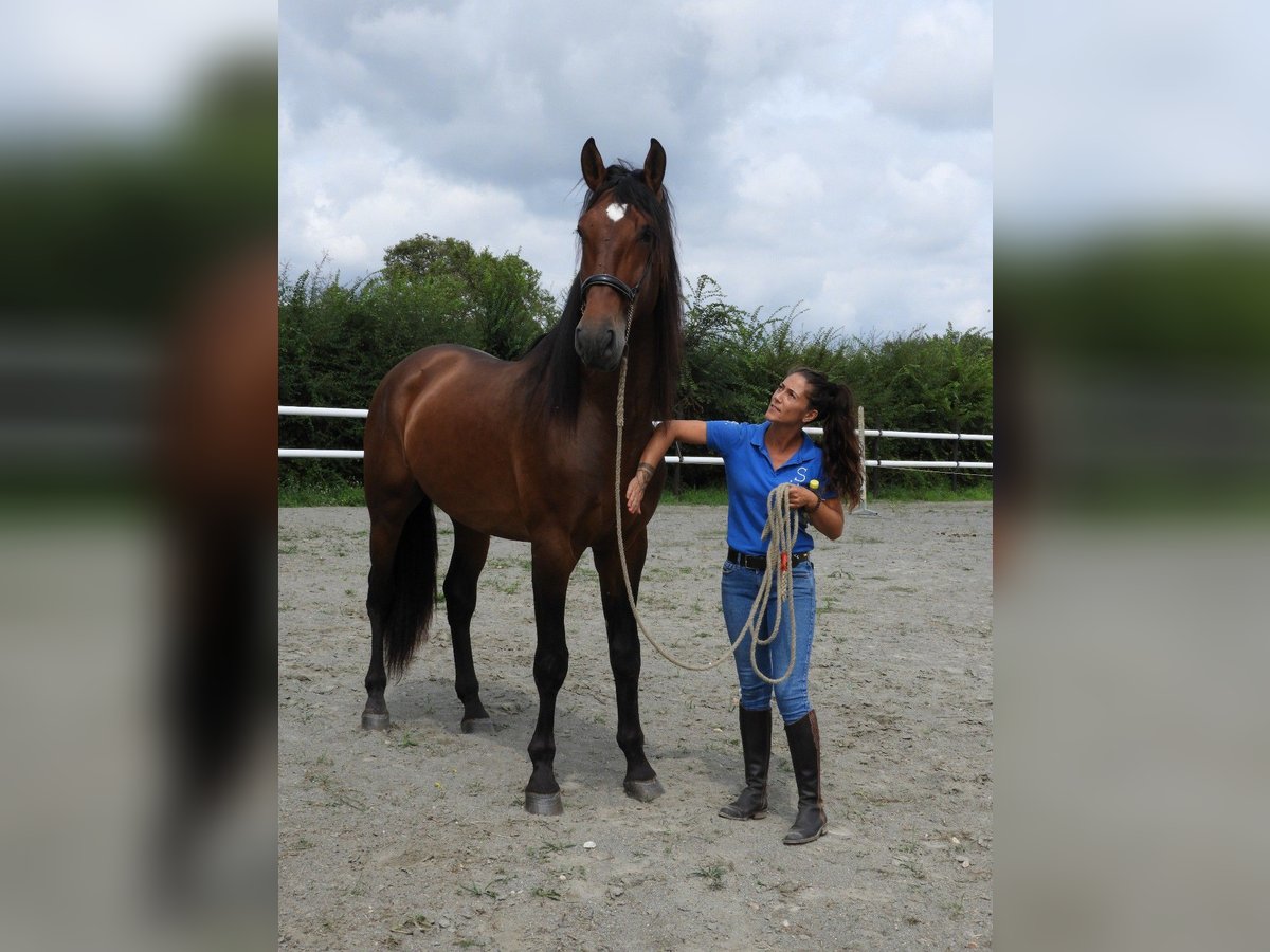 PRE Mix Stallion 4 years 17,1 hh Brown in Maisonnais