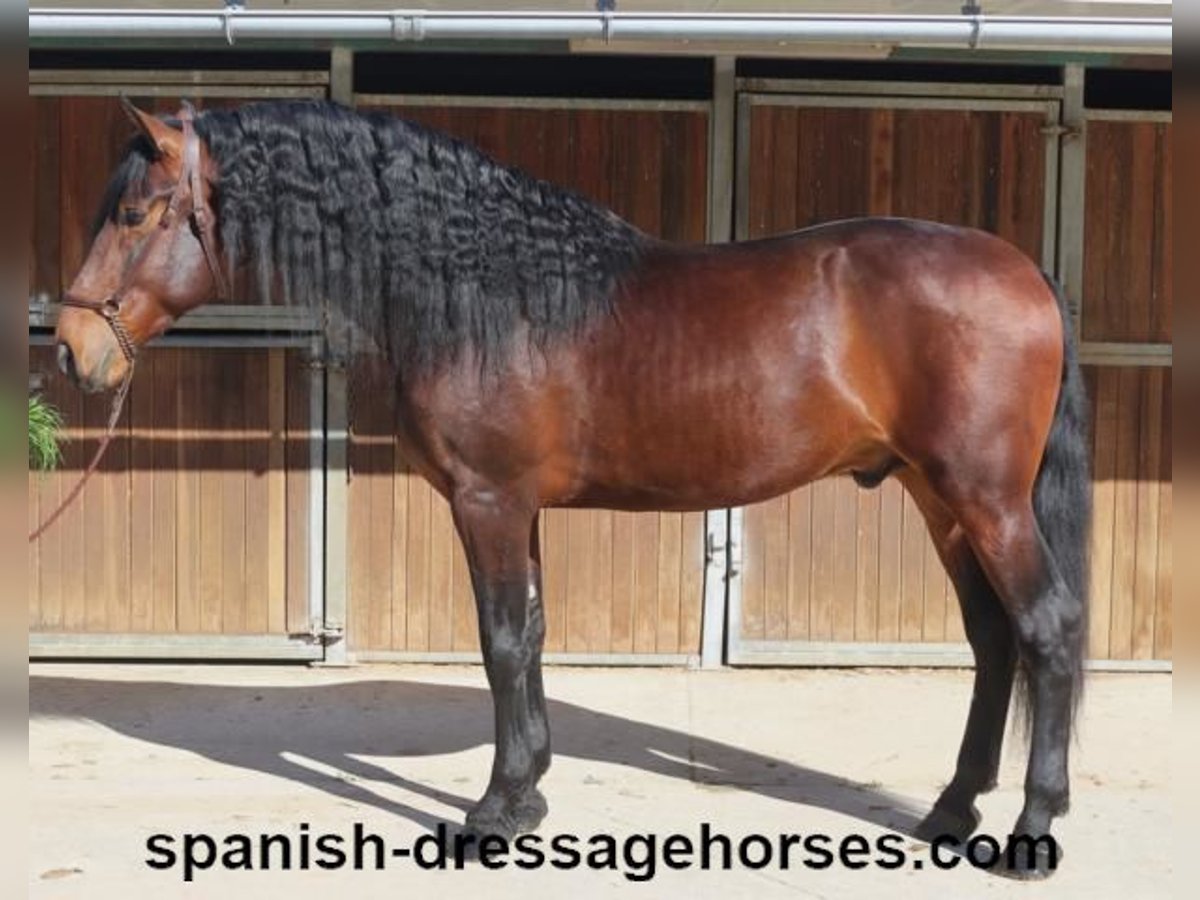 PRE Mix Stallion 4 years 17 hh Brown in Barcelona