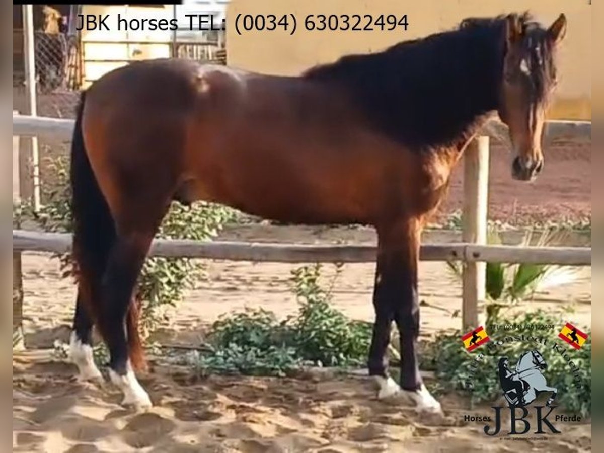 PRE Mix Stallion 4 years 17 hh Brown in Tabernas Almeria