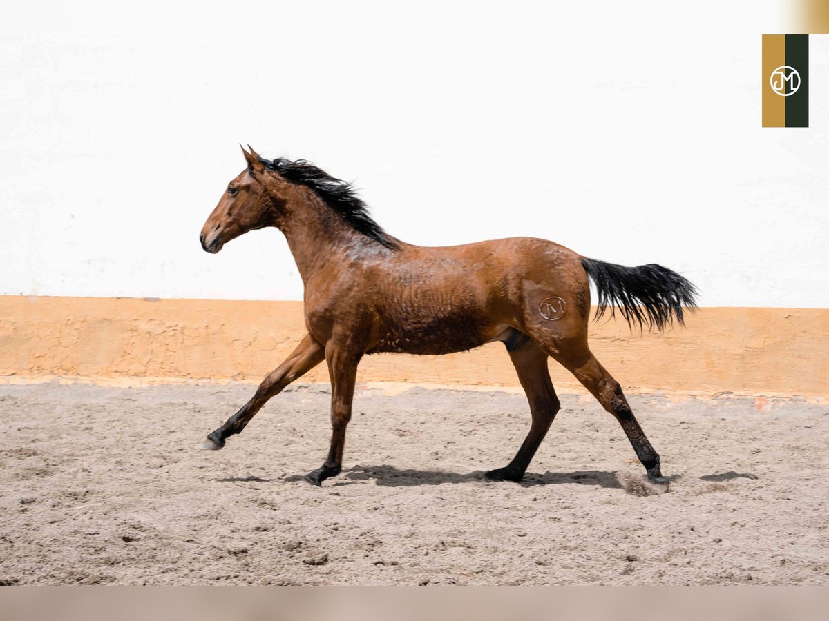 PRE Stallion 4 years Brown in Albacete, Spain