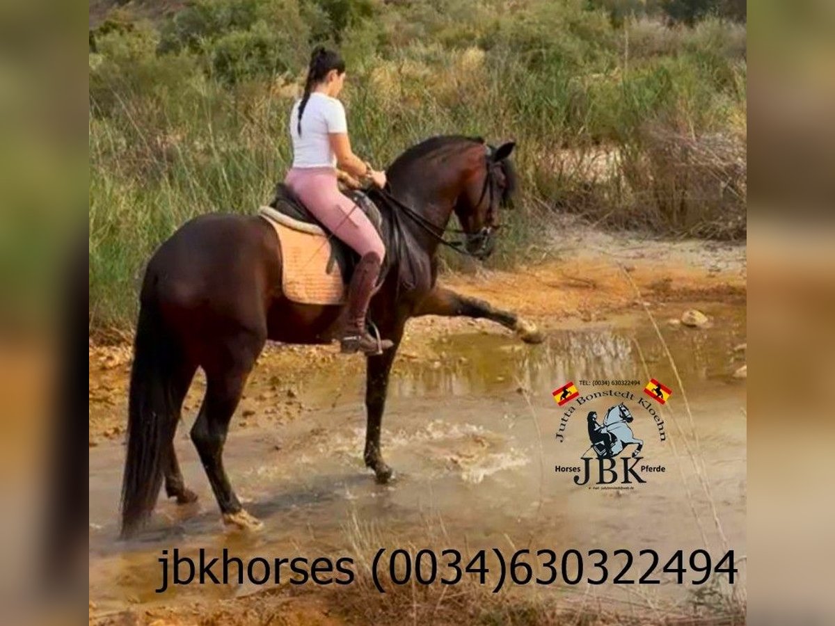 PRE Mix Stallion 4 years Brown in Tabernas