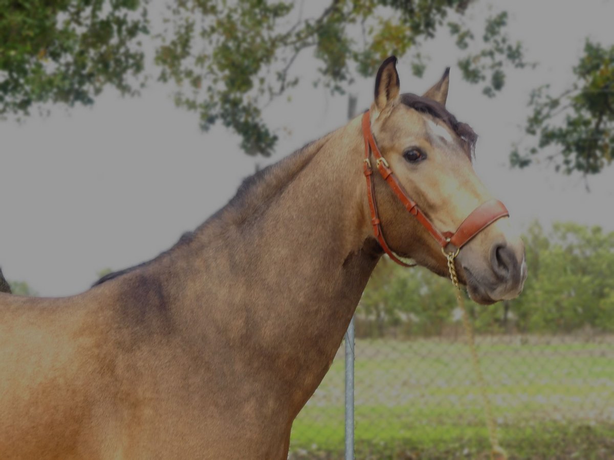 PRE Mix Stallion 5 years 15,1 hh Bay in Bilbao