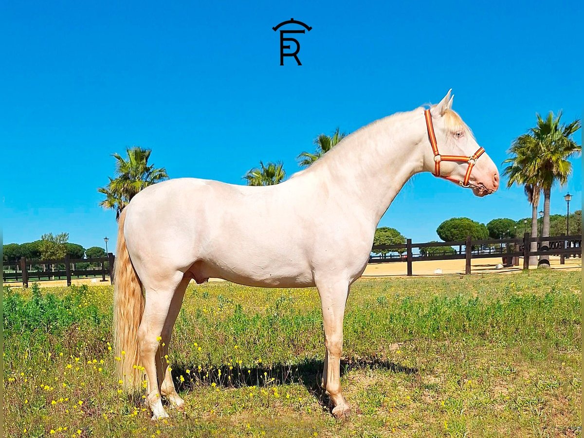 PRE Stallion 5 years 15,1 hh Perlino in Villarrasa - Huelva