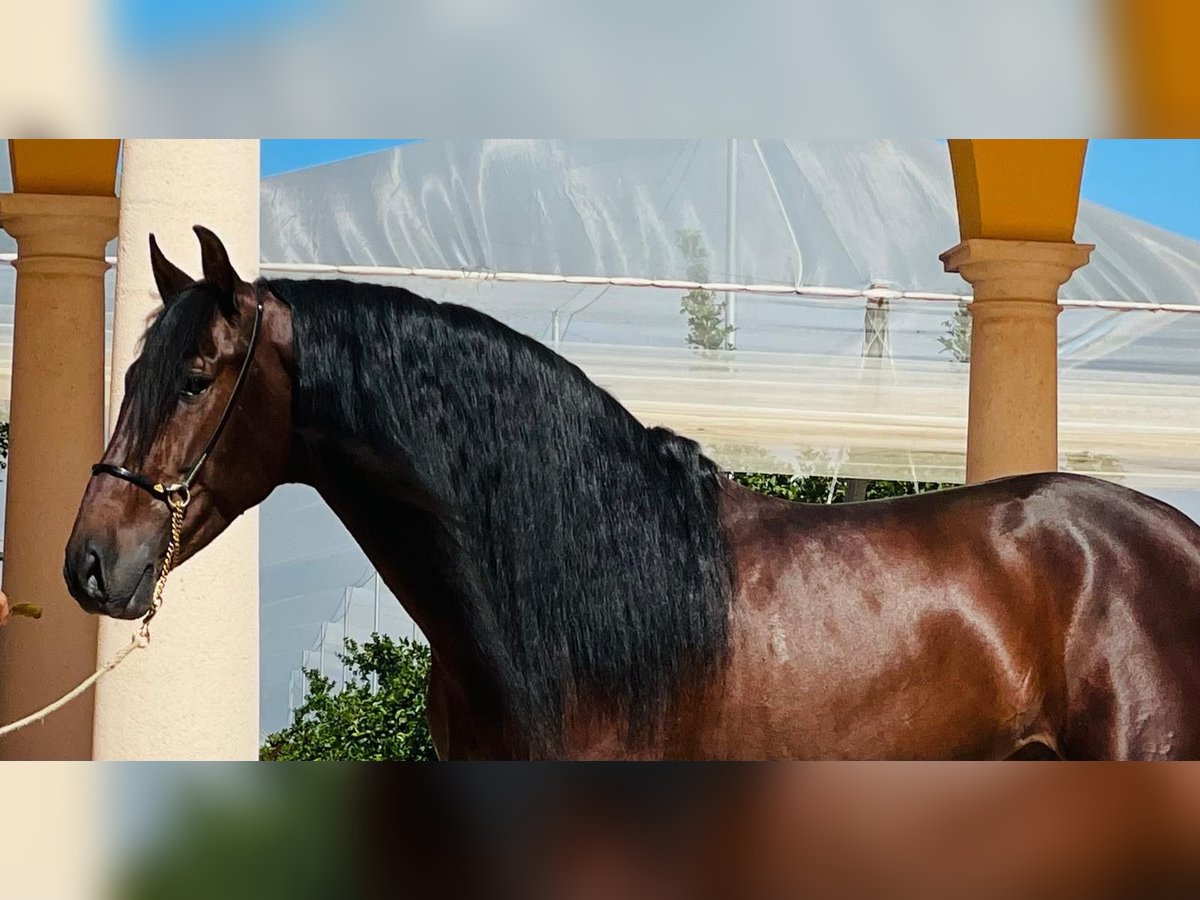 PRE Mix Stallion 5 years 15,2 hh Bay-Dark in Martfeld