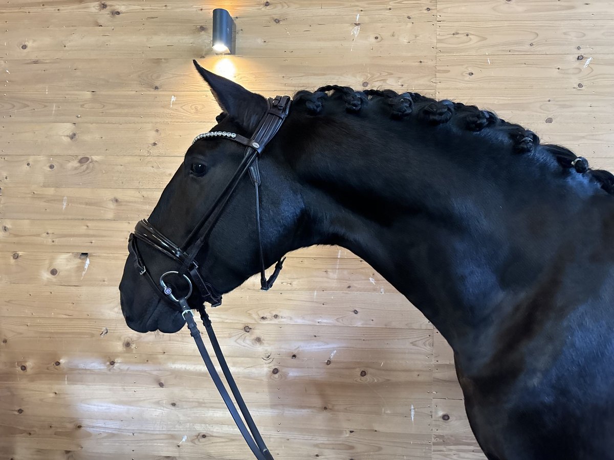 PRE Stallion 5 years 15,2 hh Black in Sigmarszell